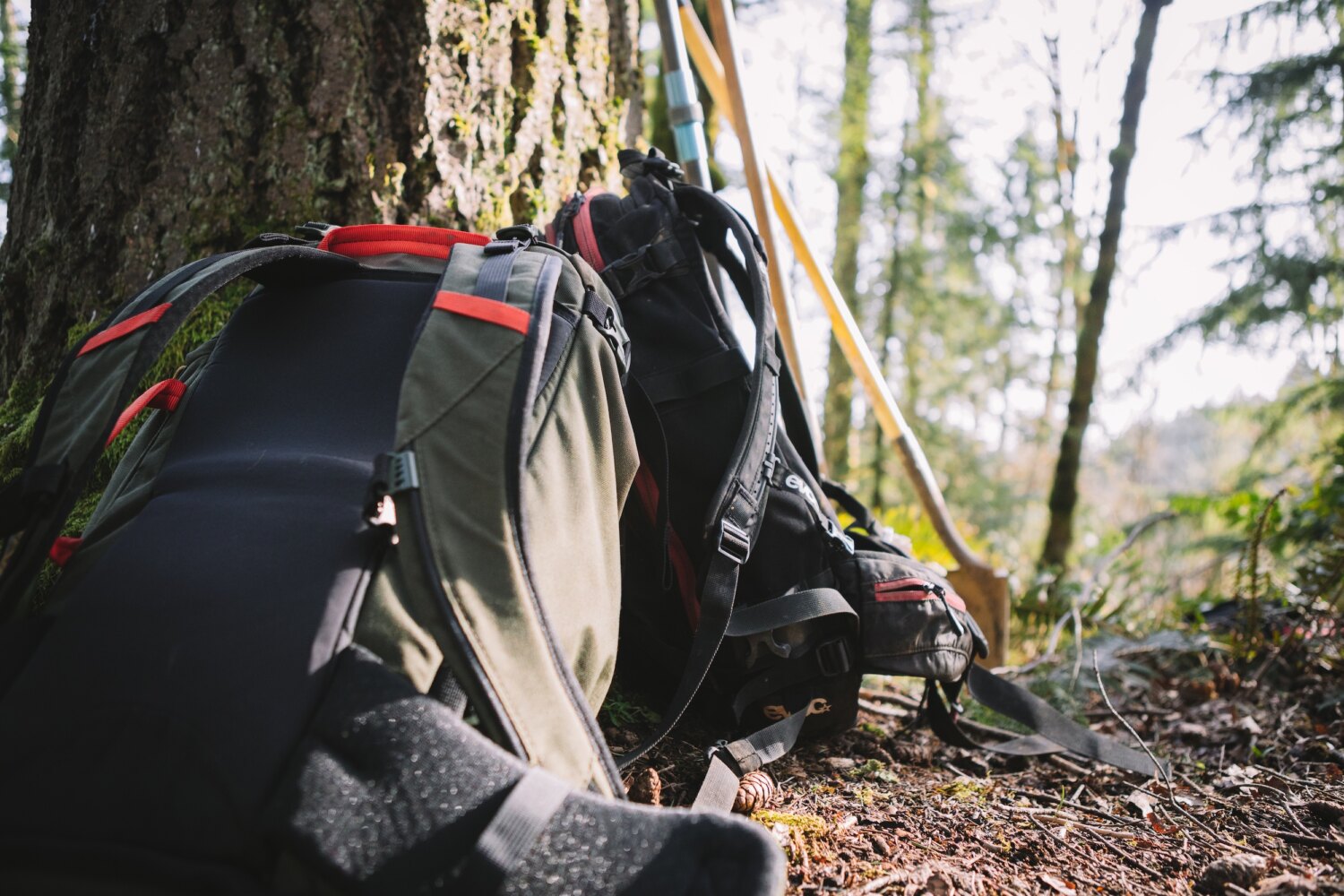 Forest Park – Firelane 5 — Apr. 14, 2023-7